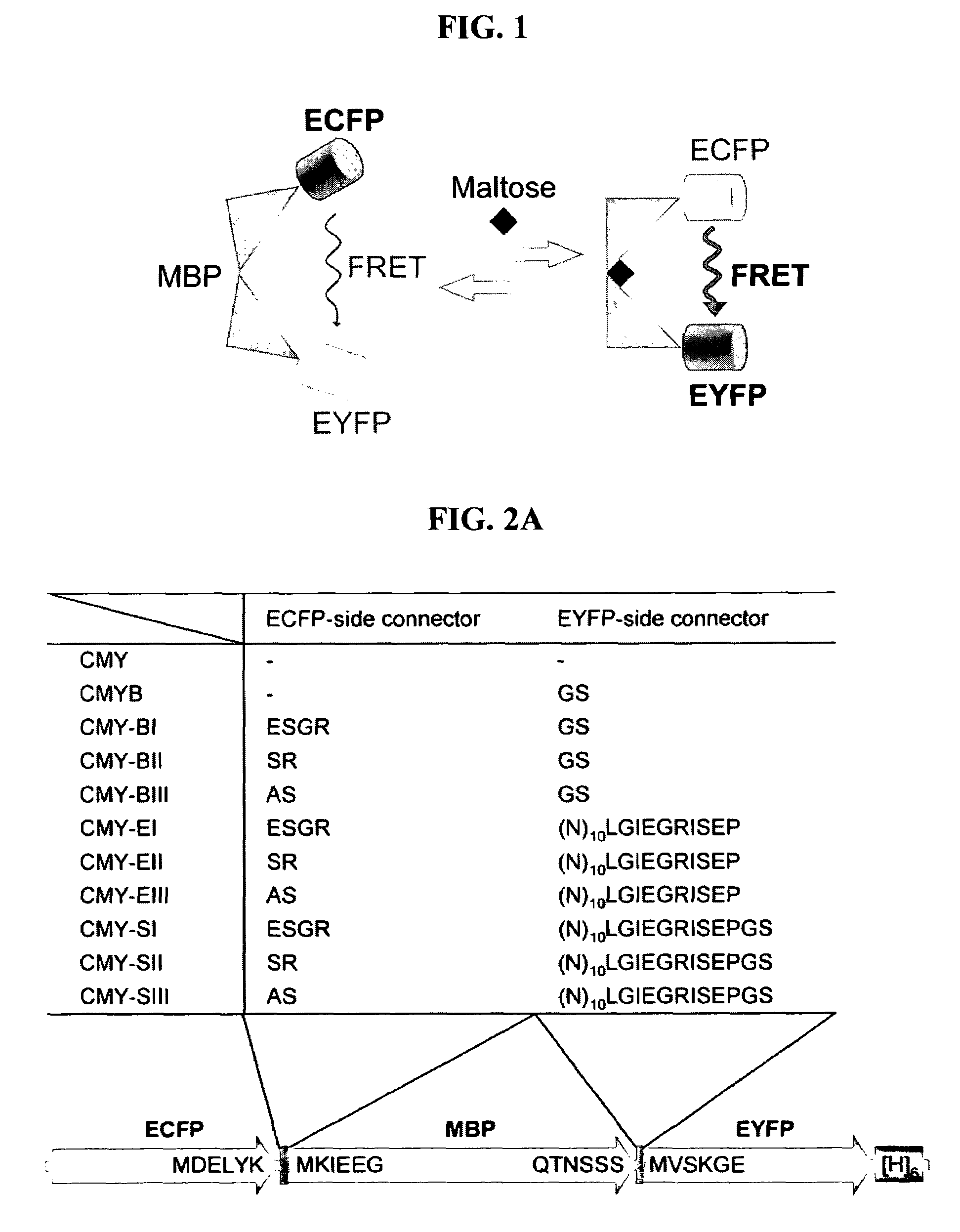 Fluorescent indicator proteins