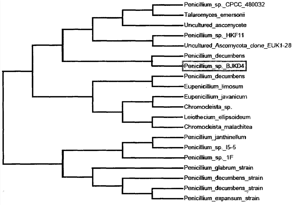 Identification identification and application of heavy metal tolerant penicillium in coal gangue