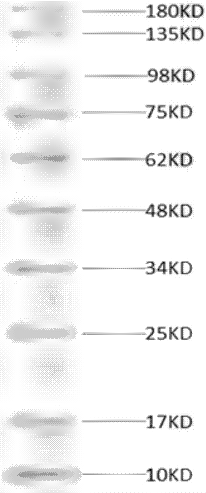 Method for preparing pre-staining luminescent protein marker