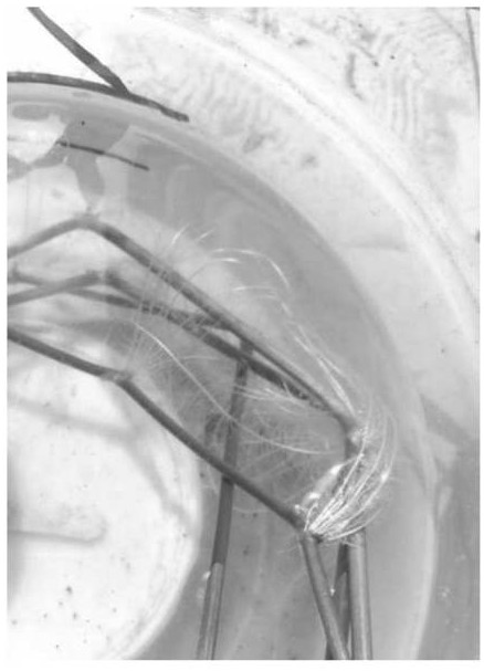 A method for remediating lead-contaminated soil by using A. philodendron