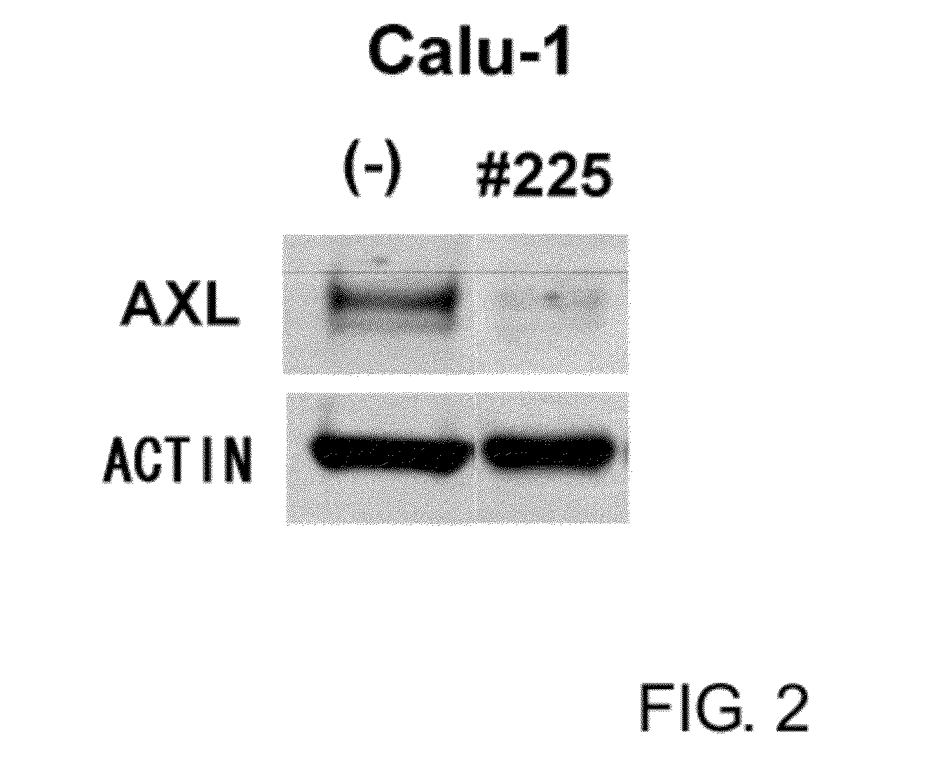 Anti-axl antibody