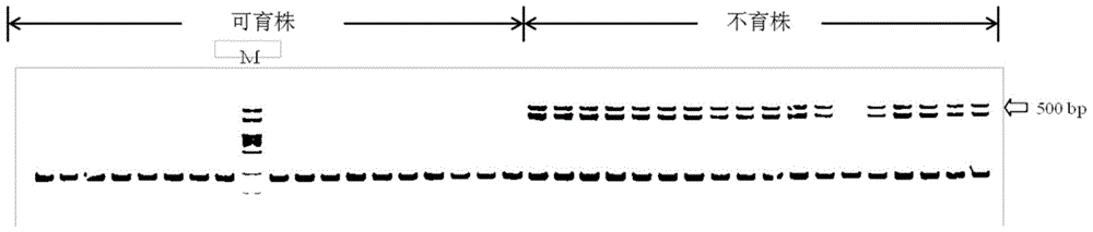 Sesame dominant nuclear male sterility gene molecular marker and its preparation method and application