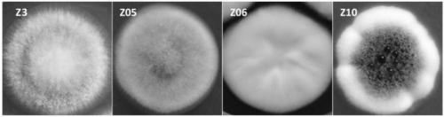 Fungal enzyme for improving content of gasifiable oil in crude oil as well as preparation method and application method thereof