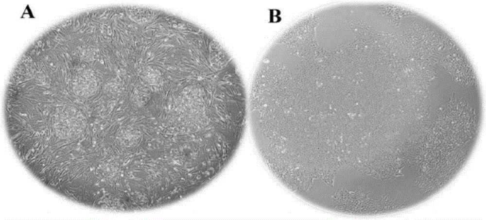 A directional differentiation induction method of human embryonic stem cells to obtain corneal endothelial cells