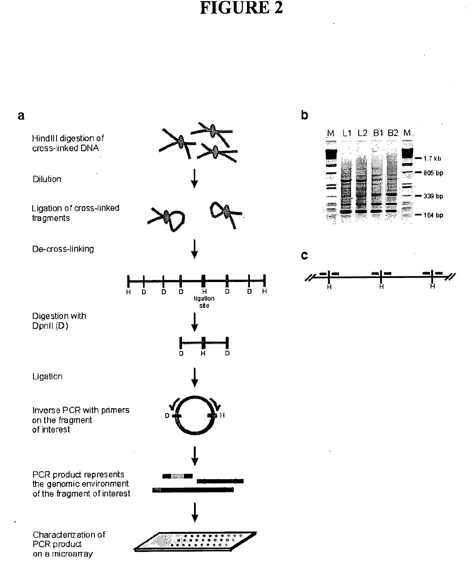 Circular chromosome conformation capture (4C)