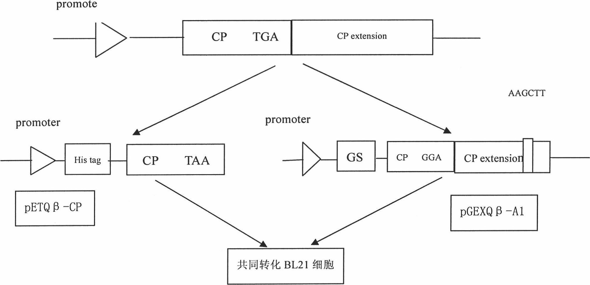 Preparation method and application of Qbeta-2aa phage virus-like particle protein