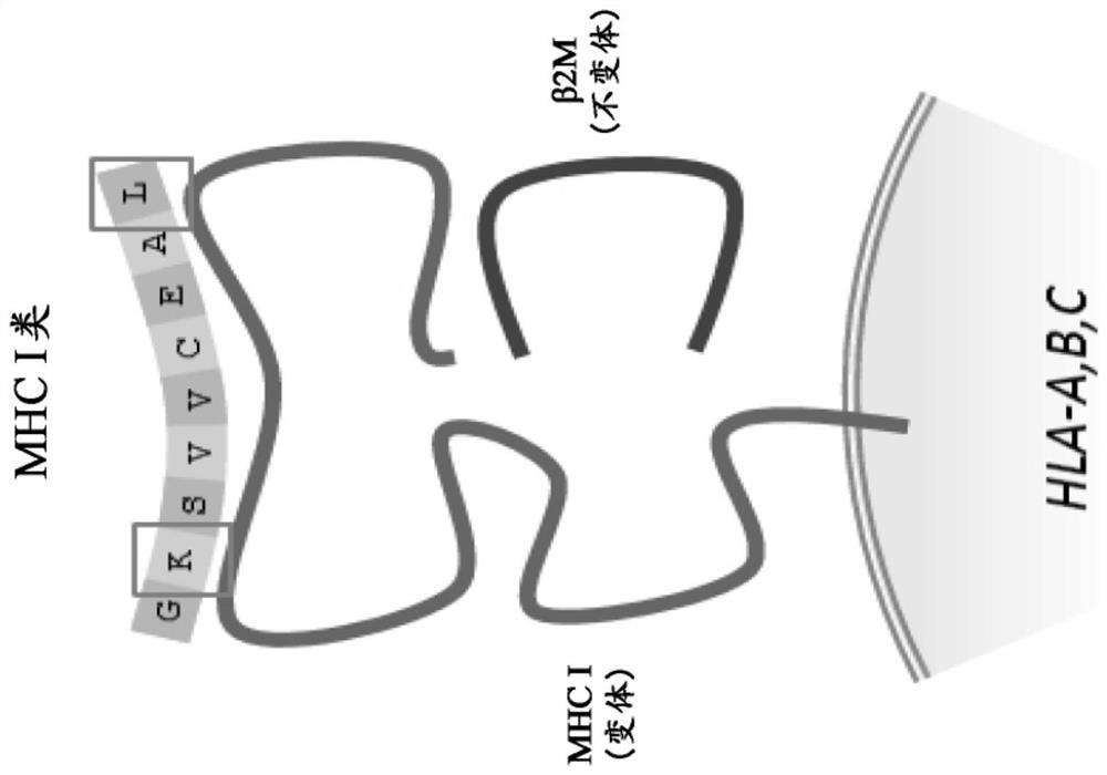 Method and systems for prediction of HLA class ii-specific epitopes and characterization of cd4+ t cells