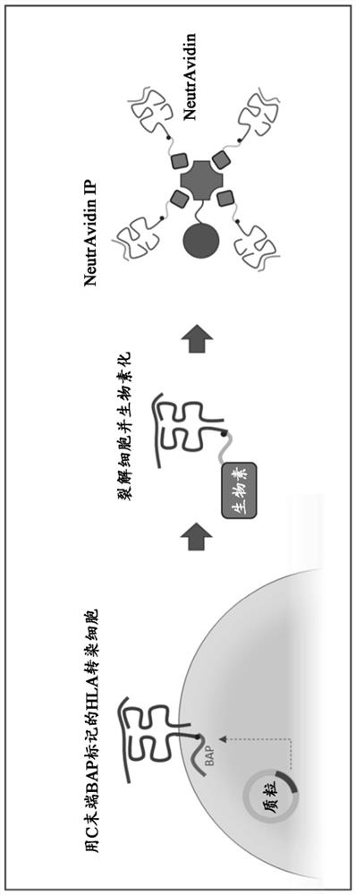 Method and systems for prediction of HLA class ii-specific epitopes and characterization of cd4+ t cells