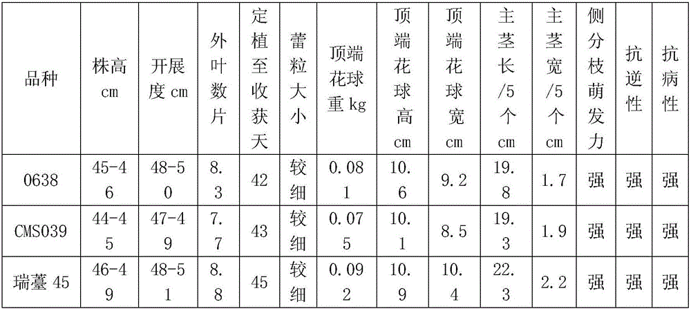 Breeding method of disease-resistant loose type broccoli