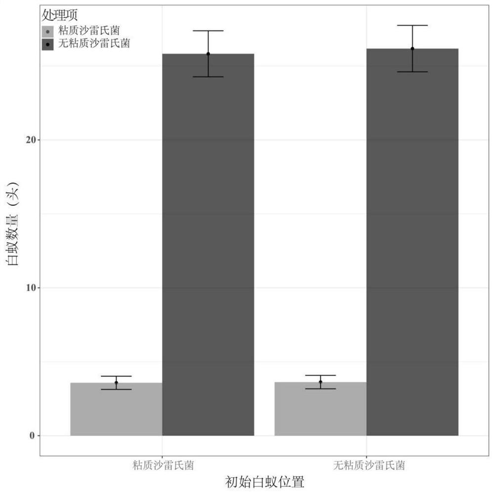 Application of Serratia marcescens in the preparation of termite repellent