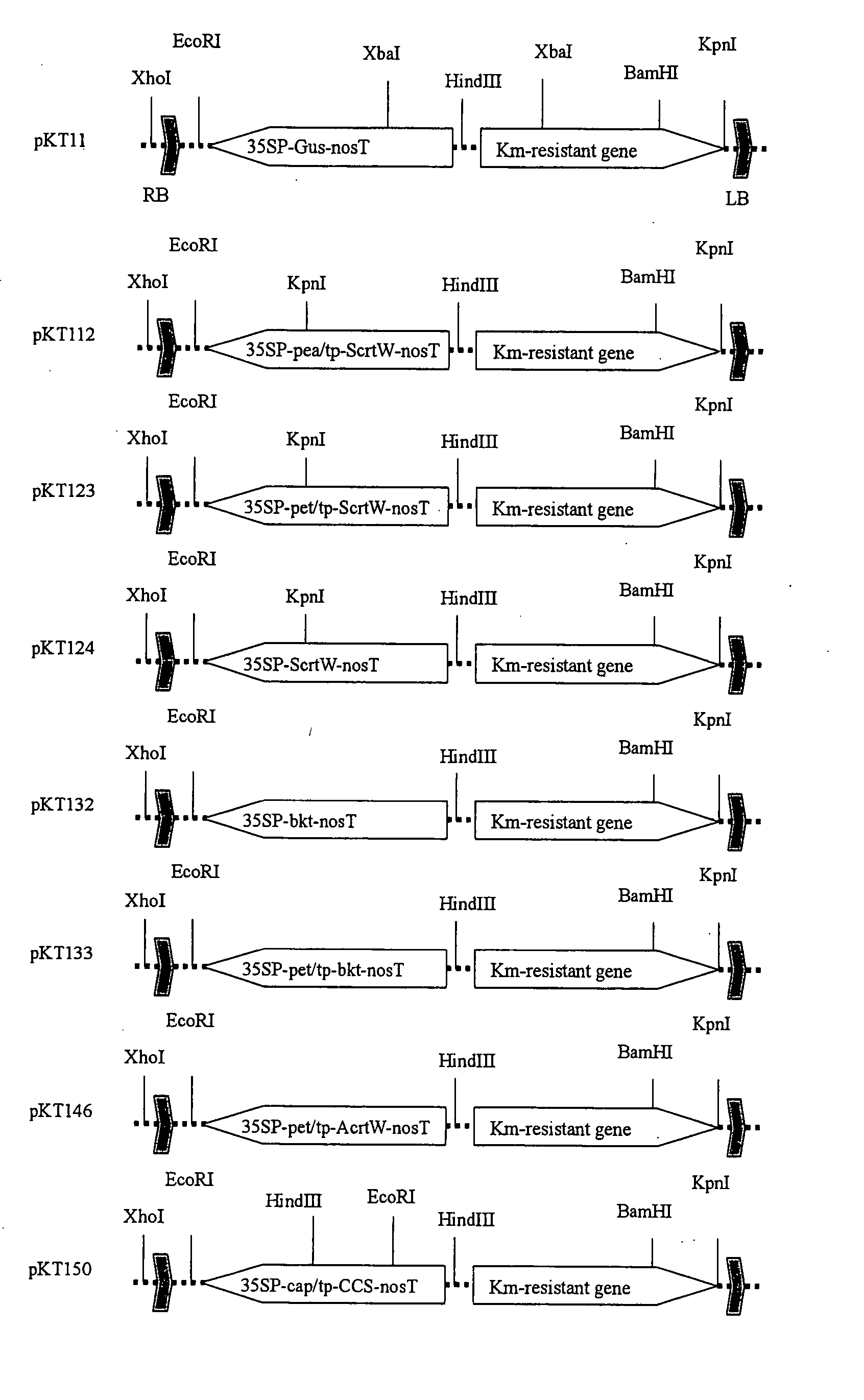 Peptide Transporting To Chromoplasts In Petals And Method Of Constructing Plant Having Yellowish Petals By Using The Same