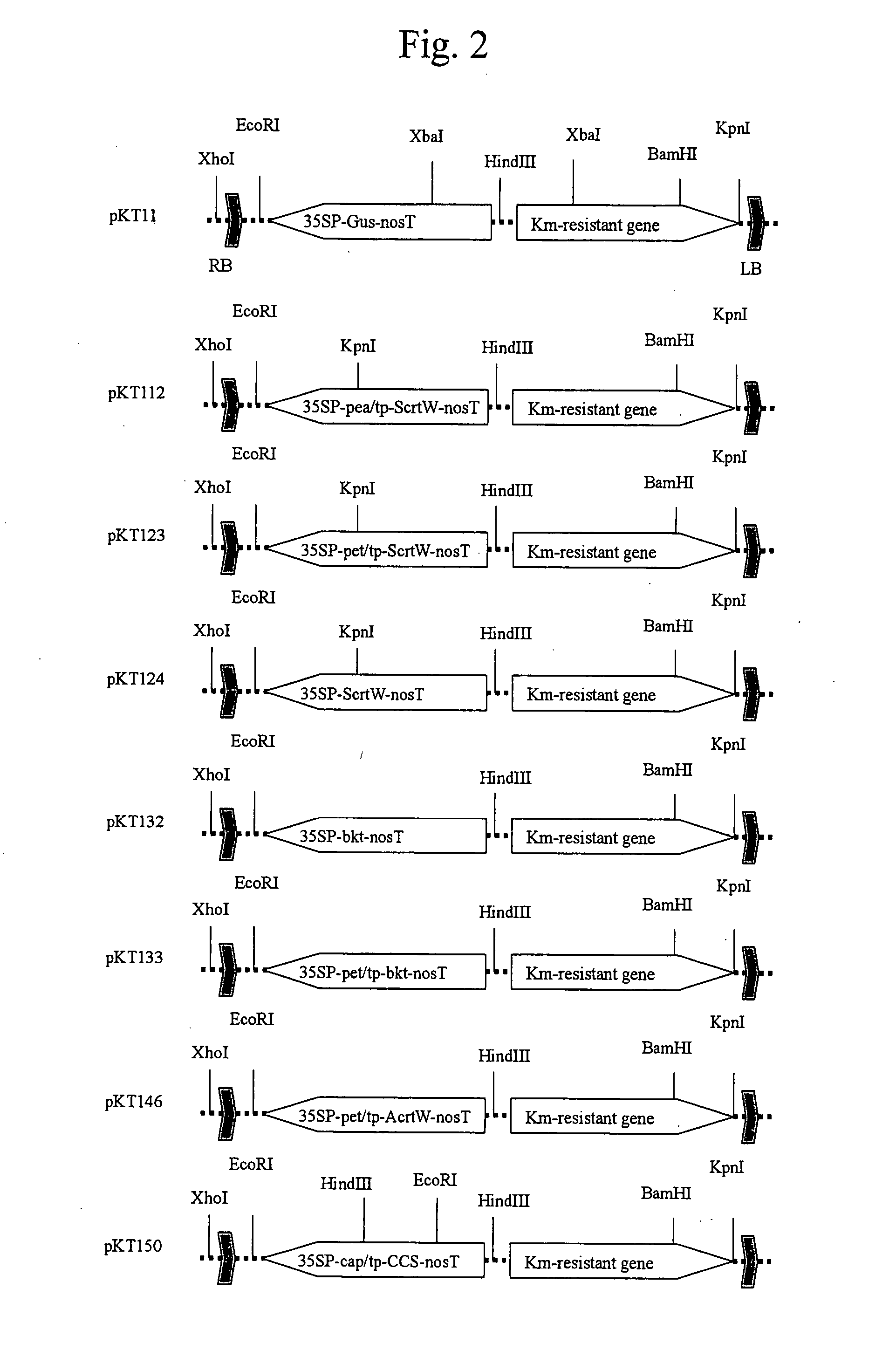 Peptide Transporting To Chromoplasts In Petals And Method Of Constructing Plant Having Yellowish Petals By Using The Same