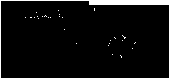 Preparation method of doped CO2 (carbon dioxide) calcium base adsorbent