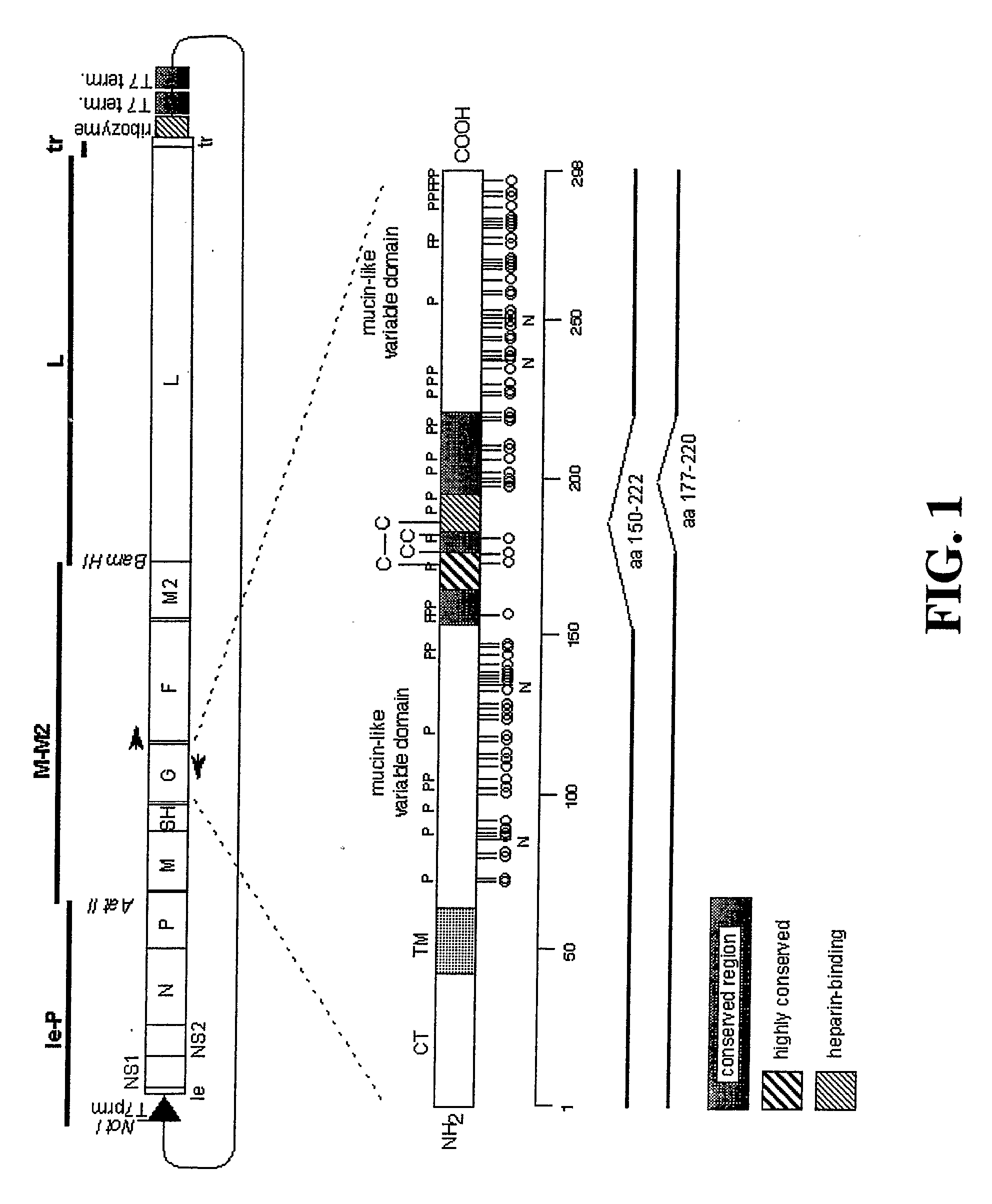 Recombinant Rsv Strains With Altered G Protein