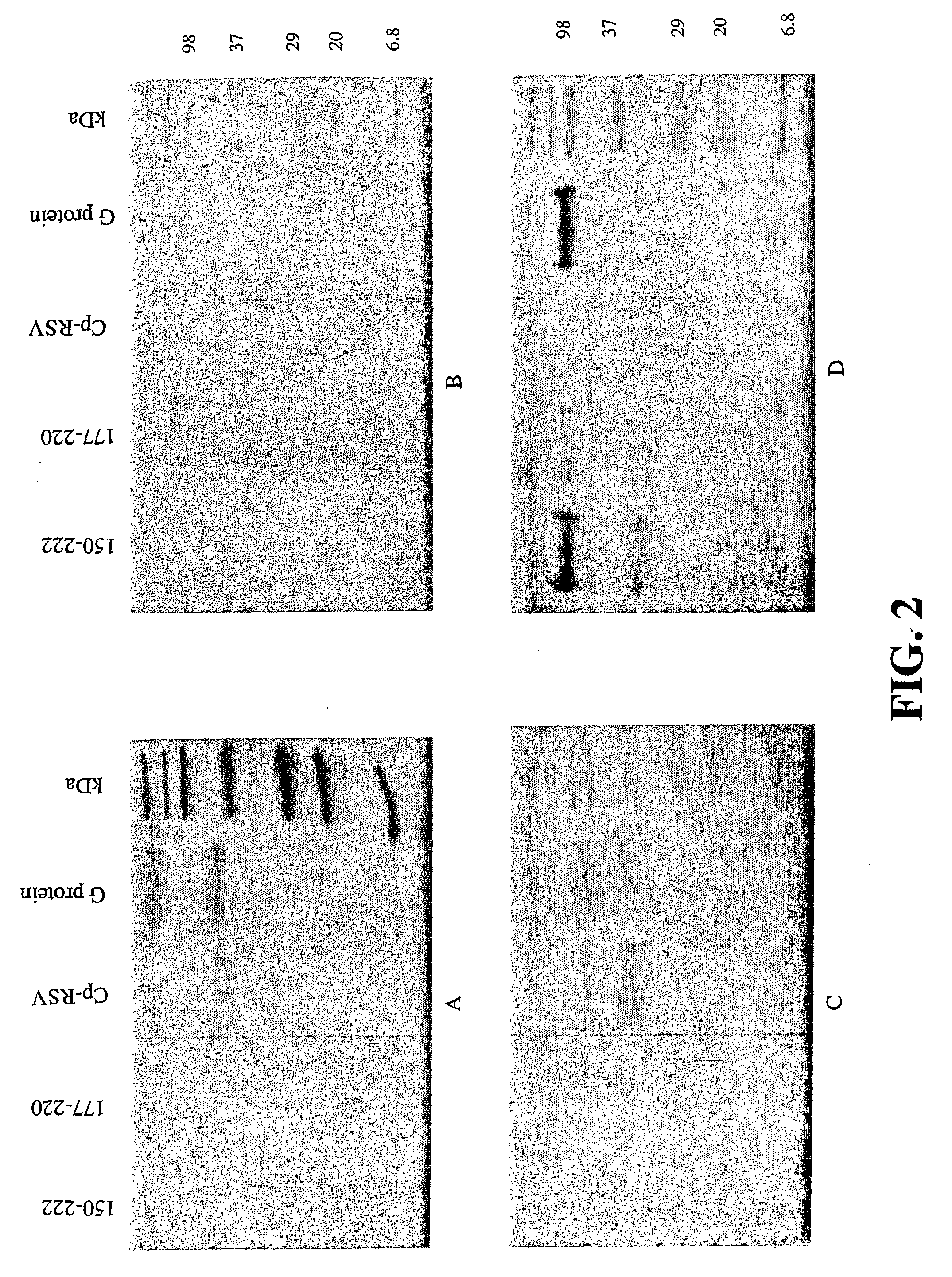 Recombinant Rsv Strains With Altered G Protein