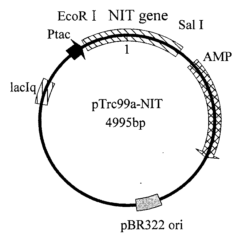 Nitrilase gene, vector, engineering bacteria and application thereof