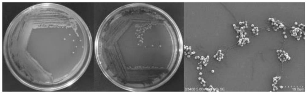 A micromonospora actinomycete and its application