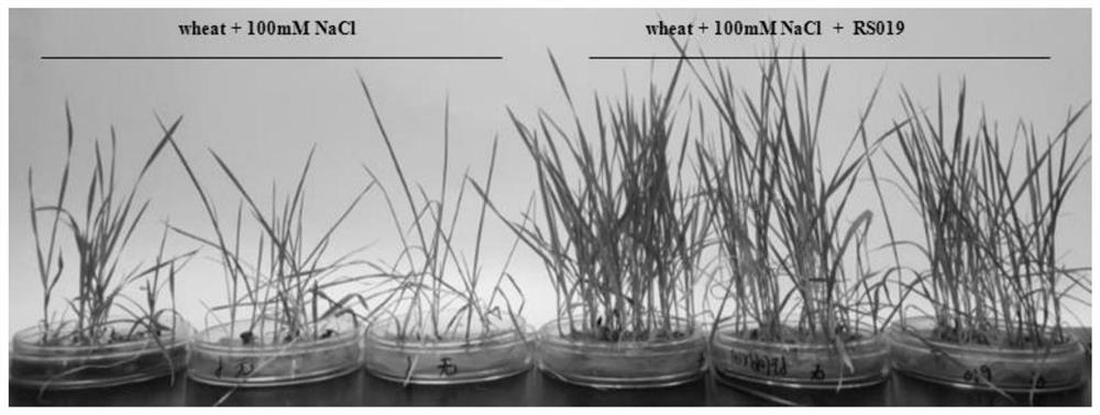 A micromonospora actinomycete and its application