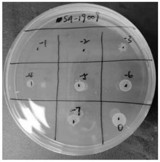 A highly lytic Salmonella phage rdp-sa-19009 and its application