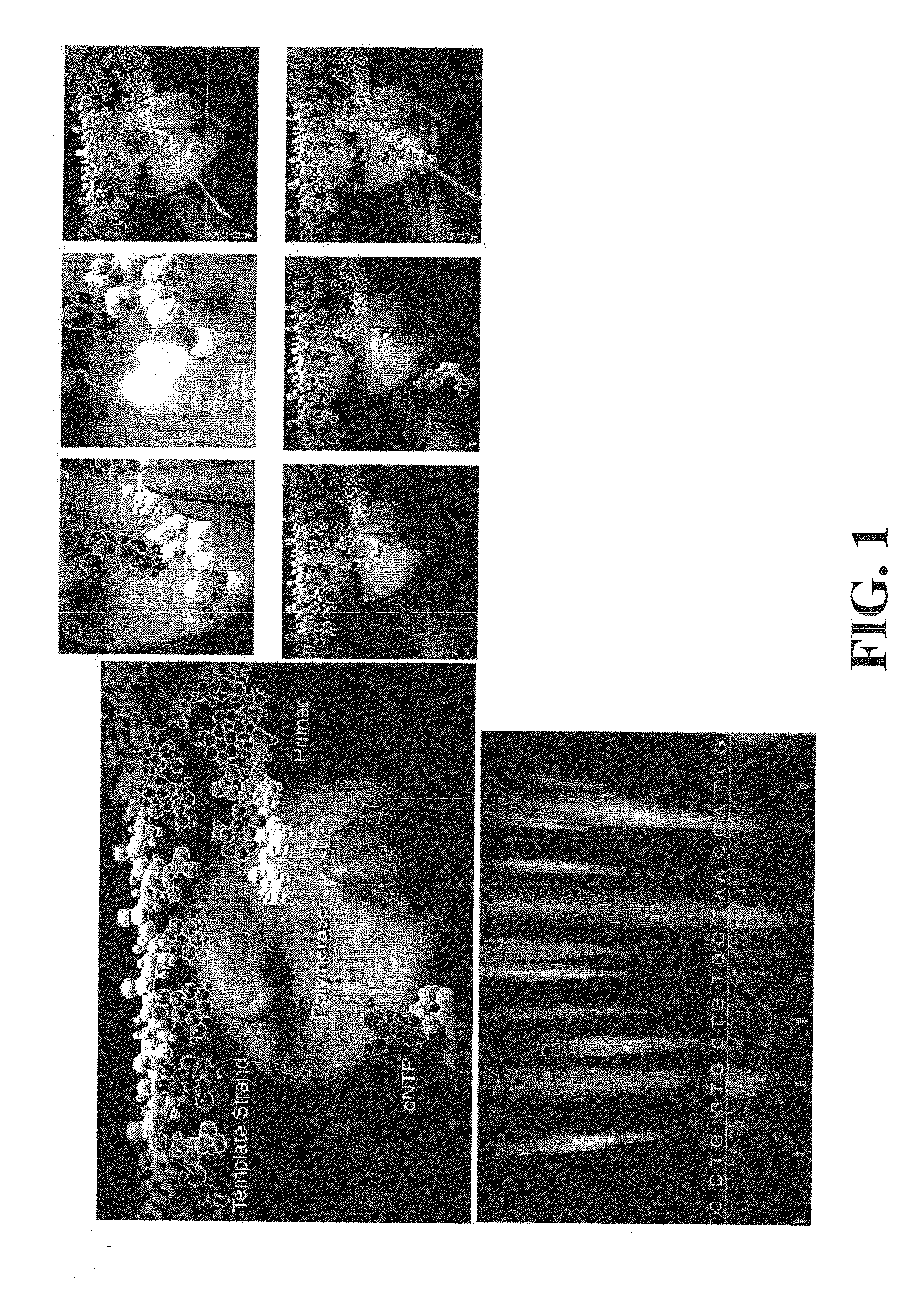 Compositions, methods and systems for single molecule sequencing