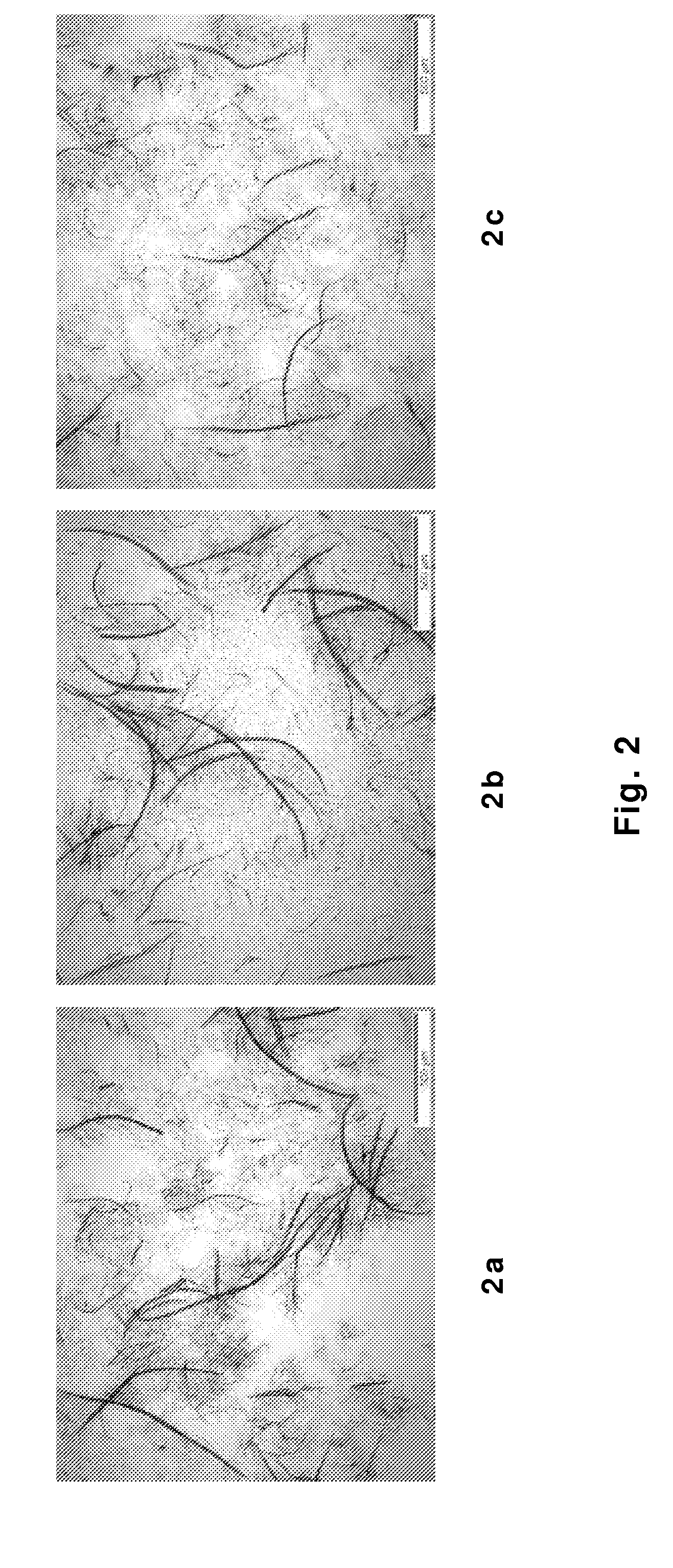 Method for producing modified cellulose