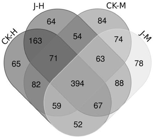 Method for researching toxicity effect of jujube nectar on bees based on intestinal flora