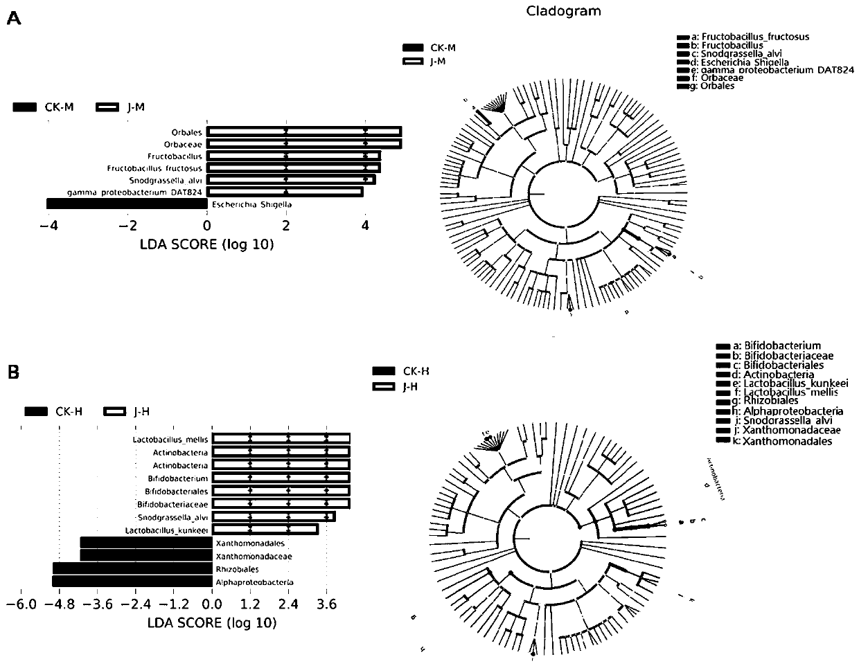 Method for researching toxicity effect of jujube nectar on bees based on intestinal flora