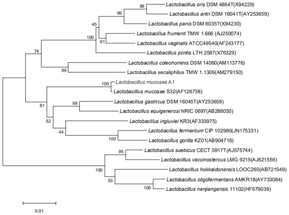 Human-derived lactobacillus mucosae and application thereof