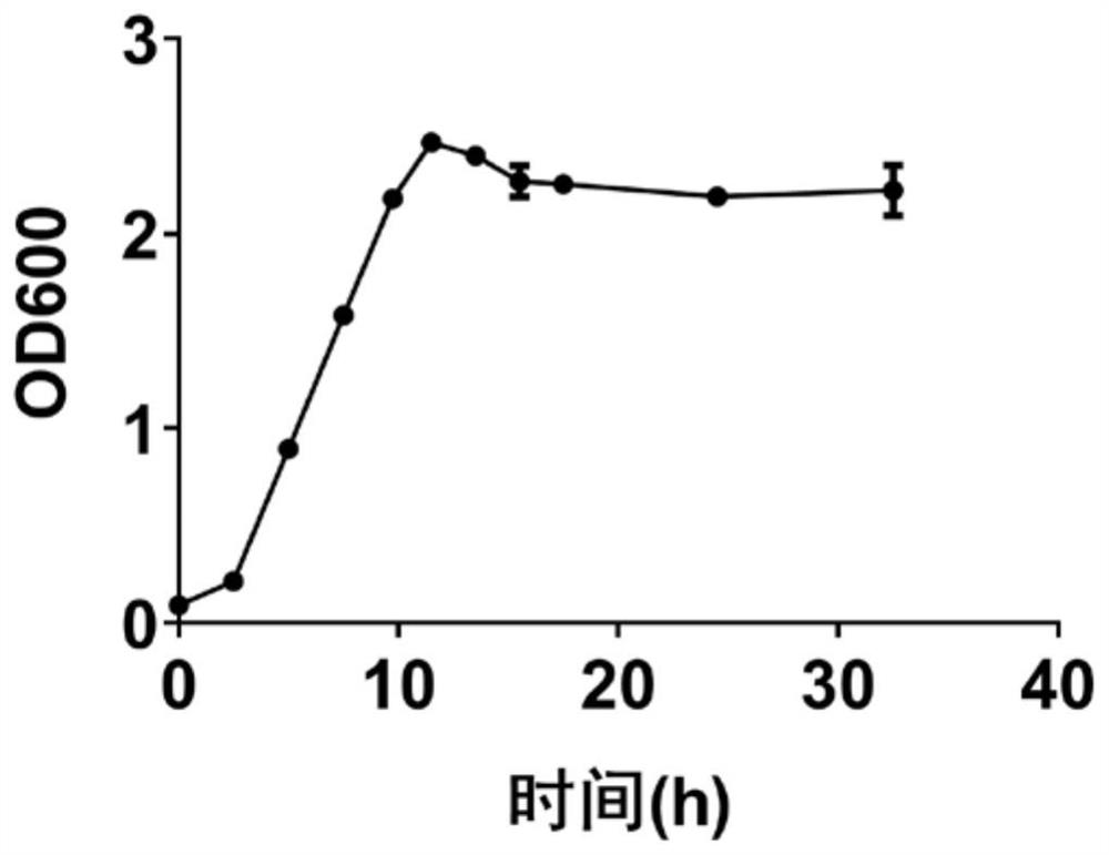 Human-derived lactobacillus mucosae and application thereof