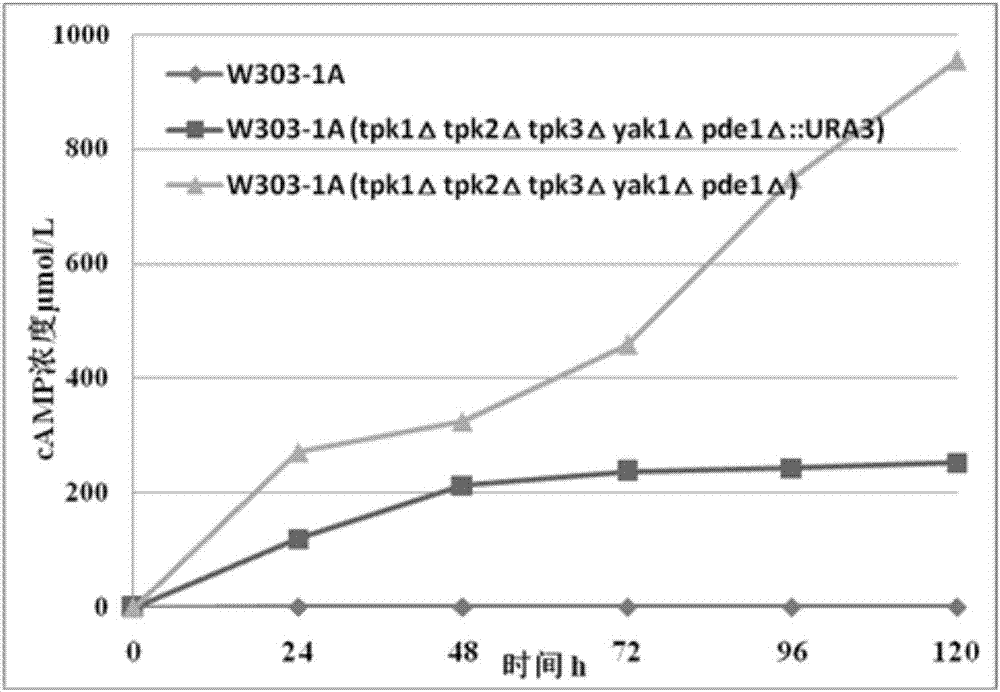 Yeast strain for highly yielding cAMP, and application thereof