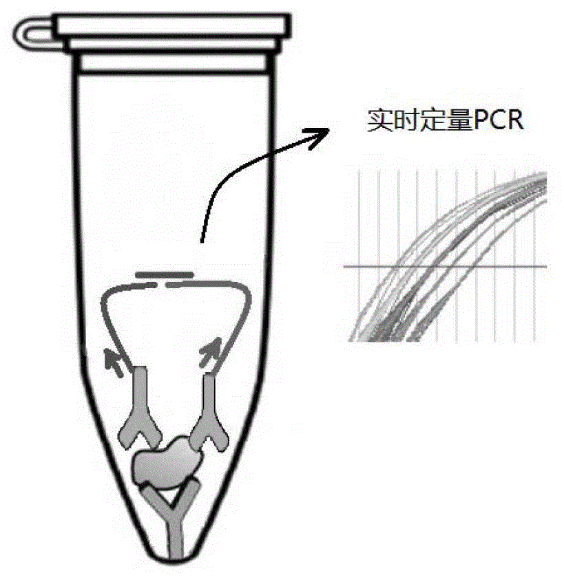 High-sensitivity protein detection method