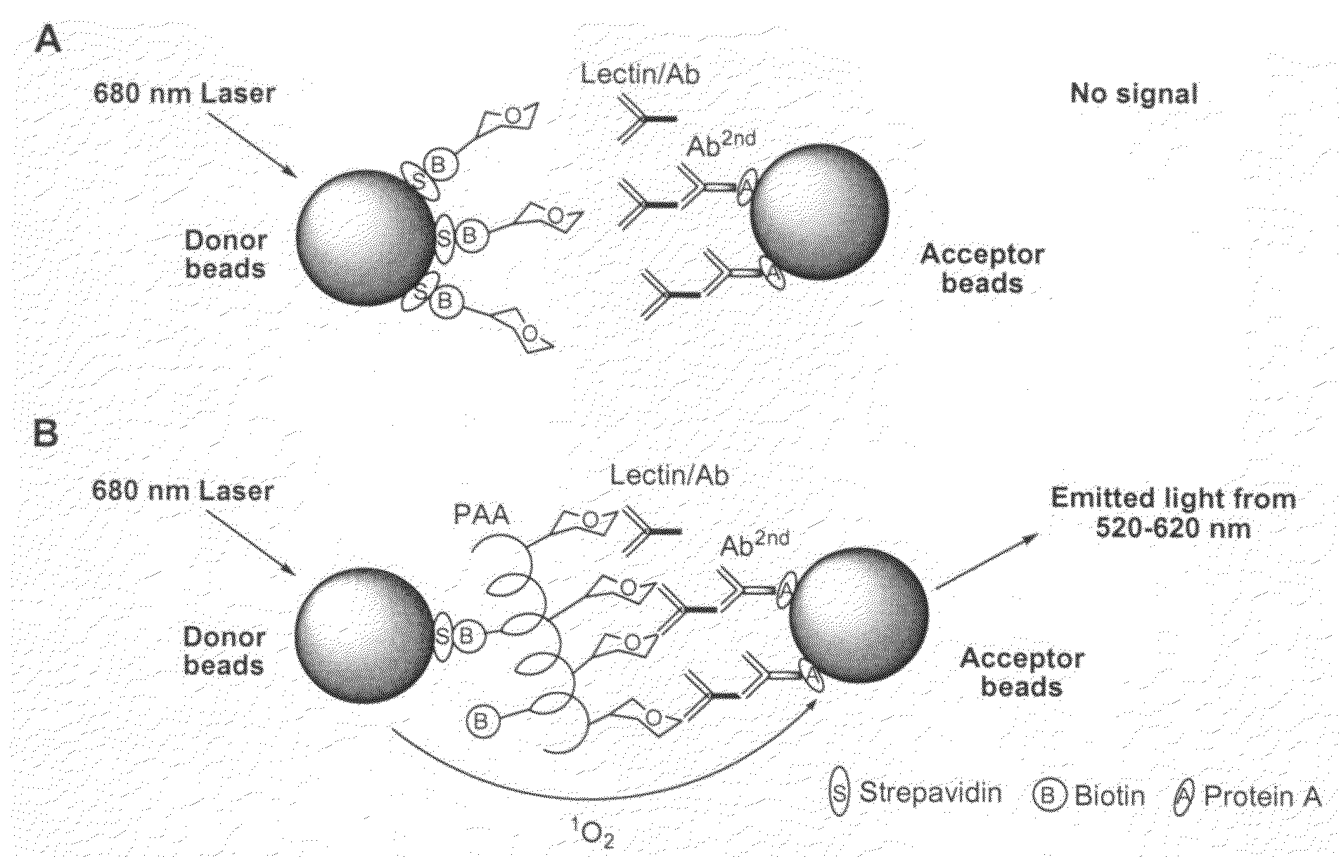 Method for characterizing sugar-binding interactions of biomolecules