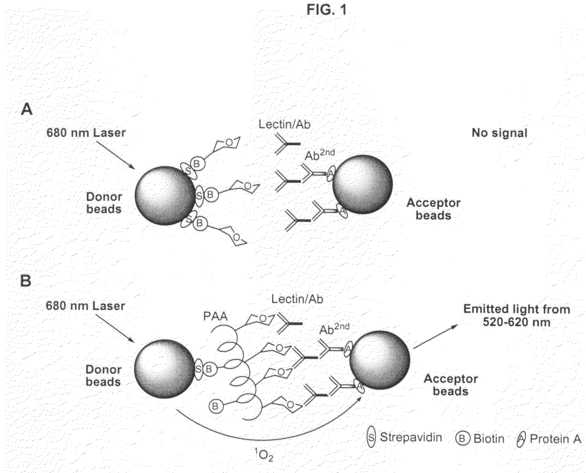 Method for characterizing sugar-binding interactions of biomolecules