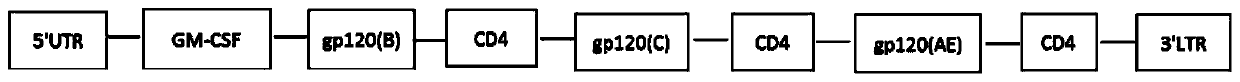 Anti-hiv-1 gene, application of the gene, dc vaccine with the gene, and vaccine preparation method