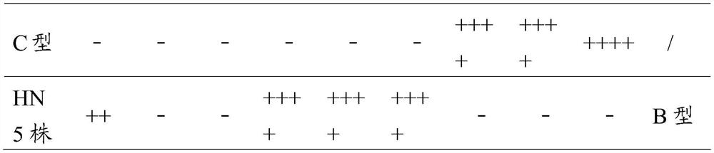 A kind of Avian bacillus paragallinarum bacterial strain and application thereof