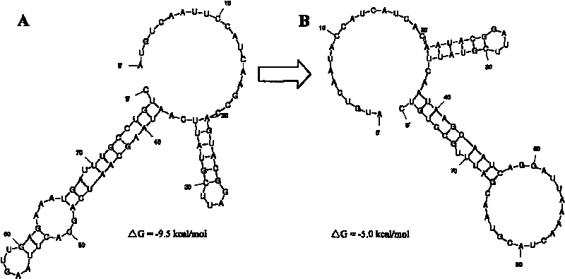 Method for optimizing and improving biotransformation efficiency of (R)-carbonyl reductase by mRNA two-stage structure