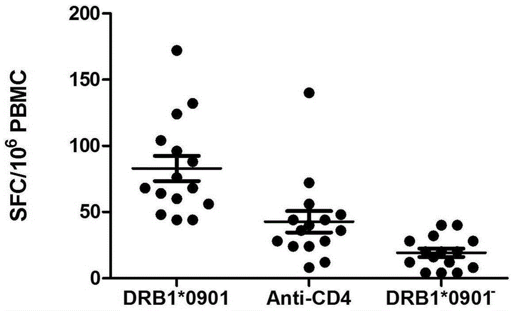 Mycobacterium tuberculosis specific CD4+T cell epitope peptide P12 and application thereof