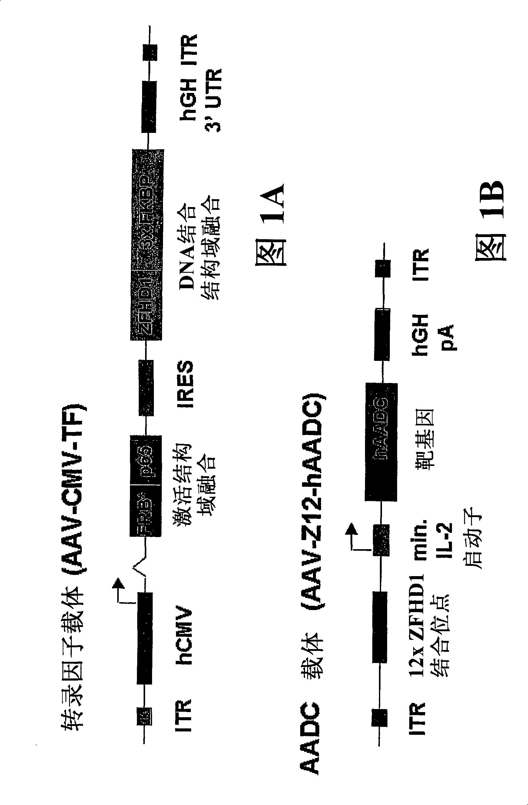 Regulated expression of transgenes in the central nervous system of mammals