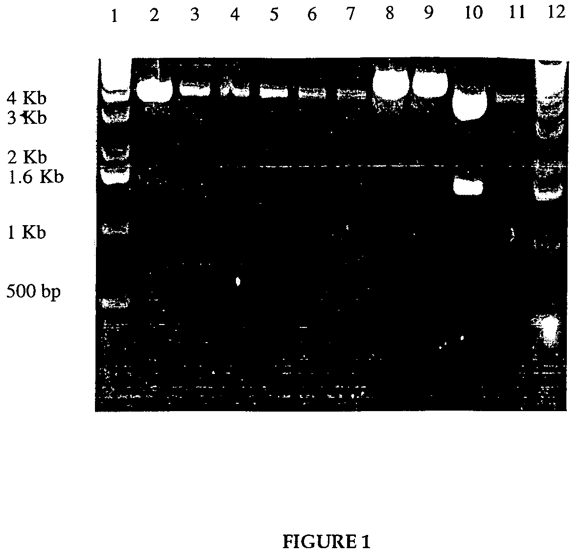 Live vaccine for human immunodeficiency virus