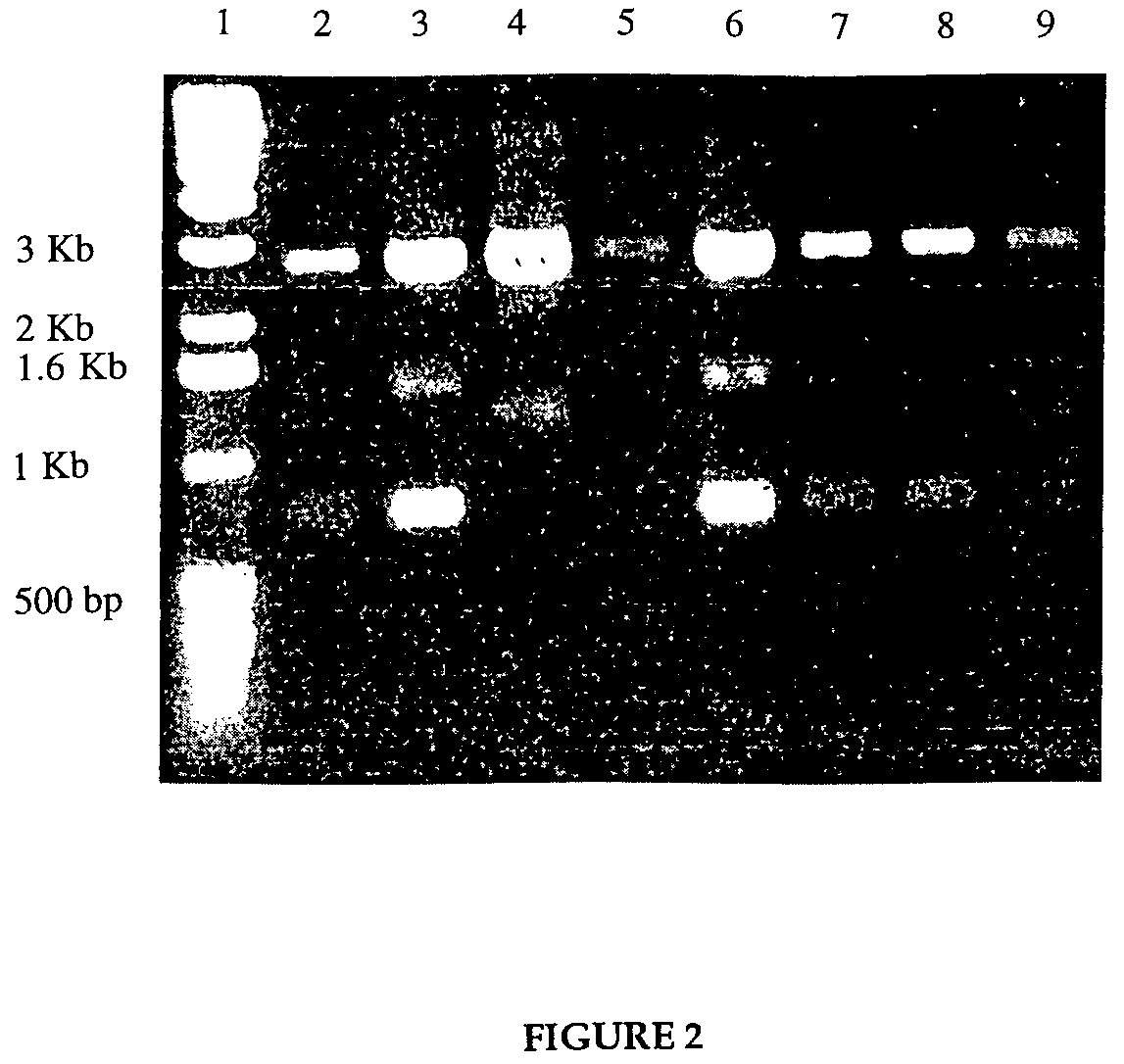 Live vaccine for human immunodeficiency virus