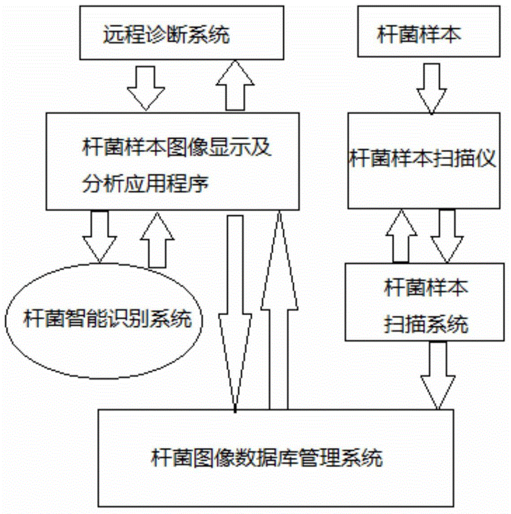 Automatic mycobacterium tuberculosis screening system for mycobacterium tuberculosis sputum smear