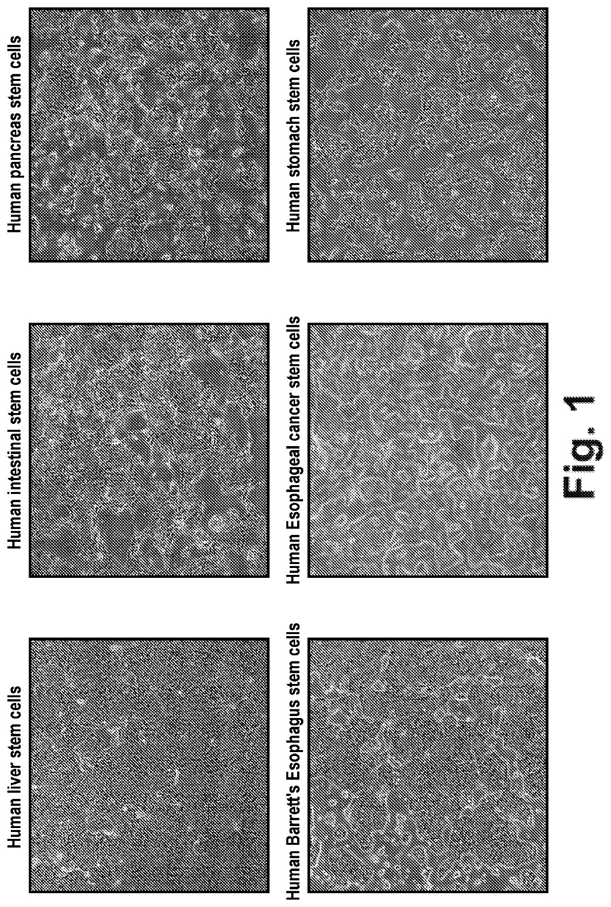 Stem cell culture systems for columnar epithelial stem cells, and uses related thereto