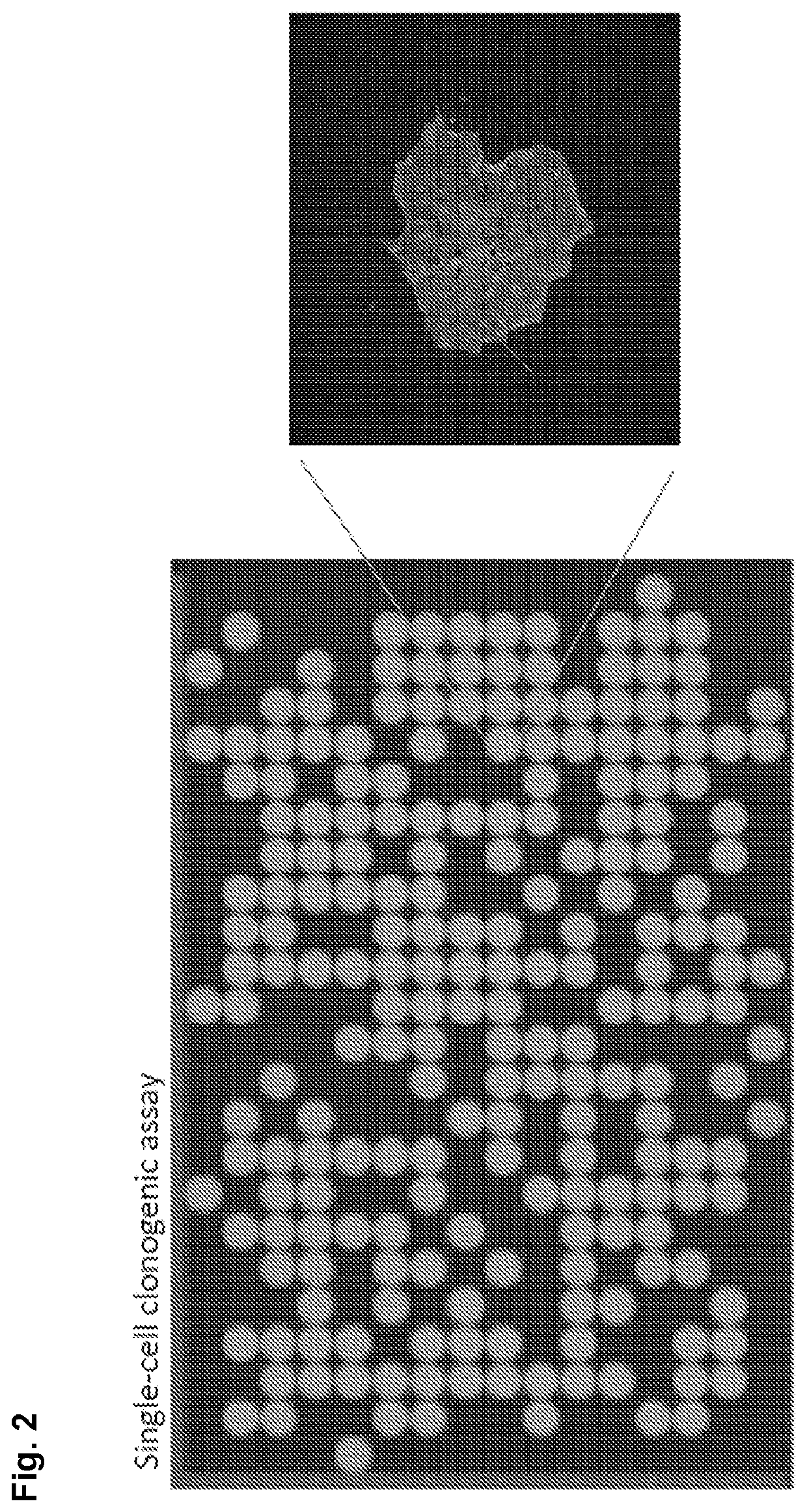 Stem cell culture systems for columnar epithelial stem cells, and uses related thereto