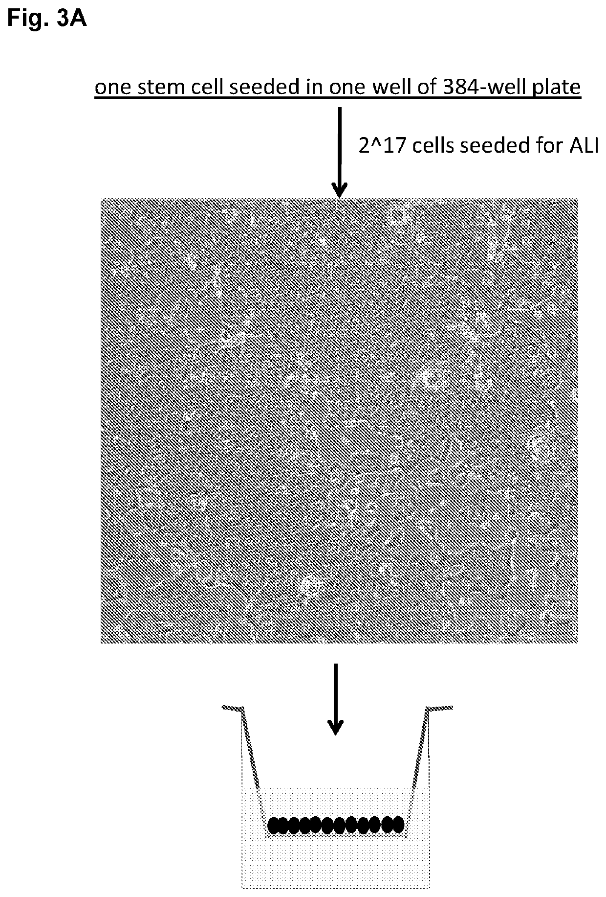 Stem cell culture systems for columnar epithelial stem cells, and uses related thereto