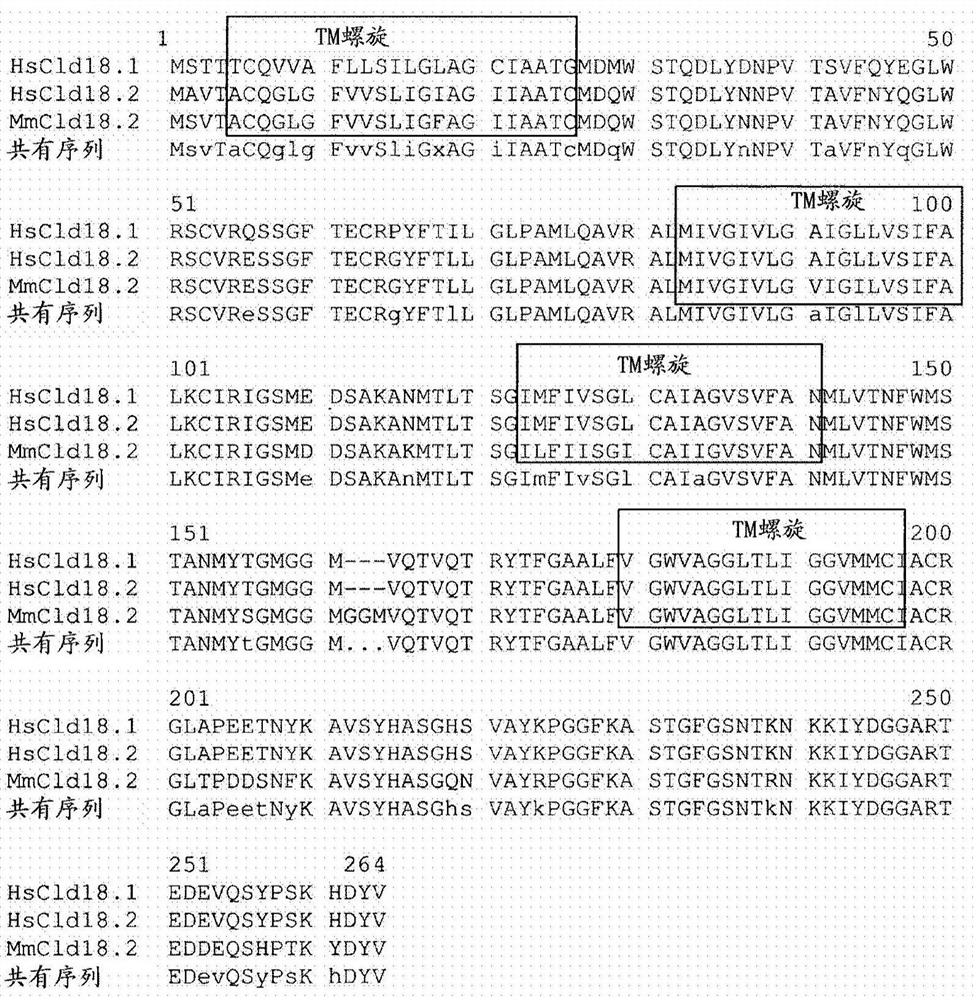 Antibodies against claudin 18.2 for cancer diagnosis