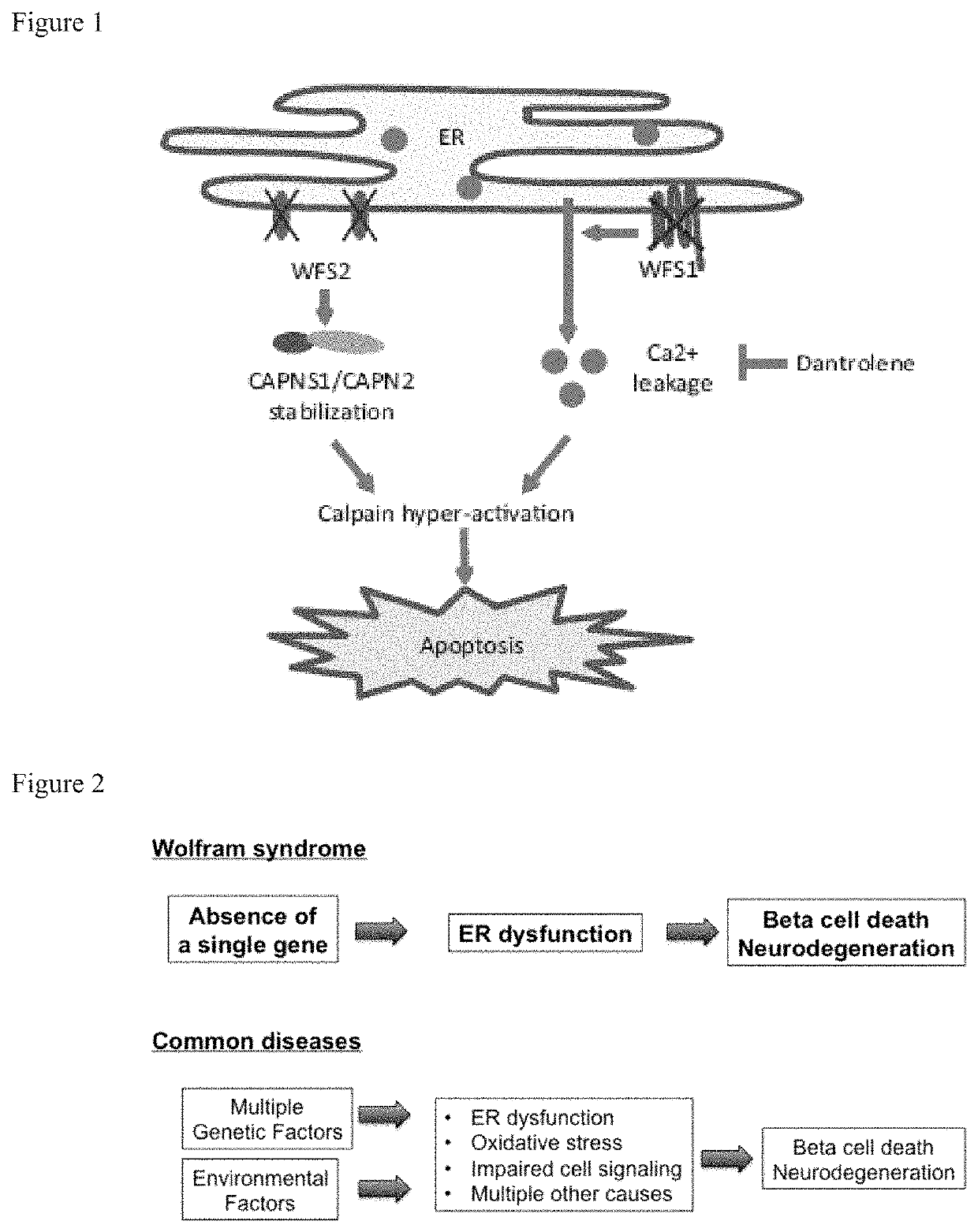 Treatment for wolfram syndrome and other endoplasmic reticulum stress disorders