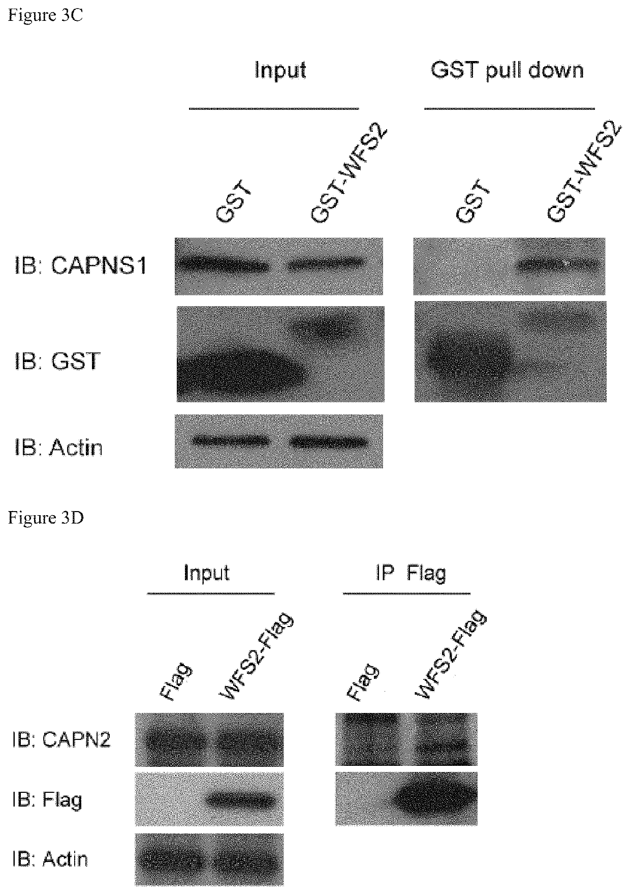 Treatment for wolfram syndrome and other endoplasmic reticulum stress disorders