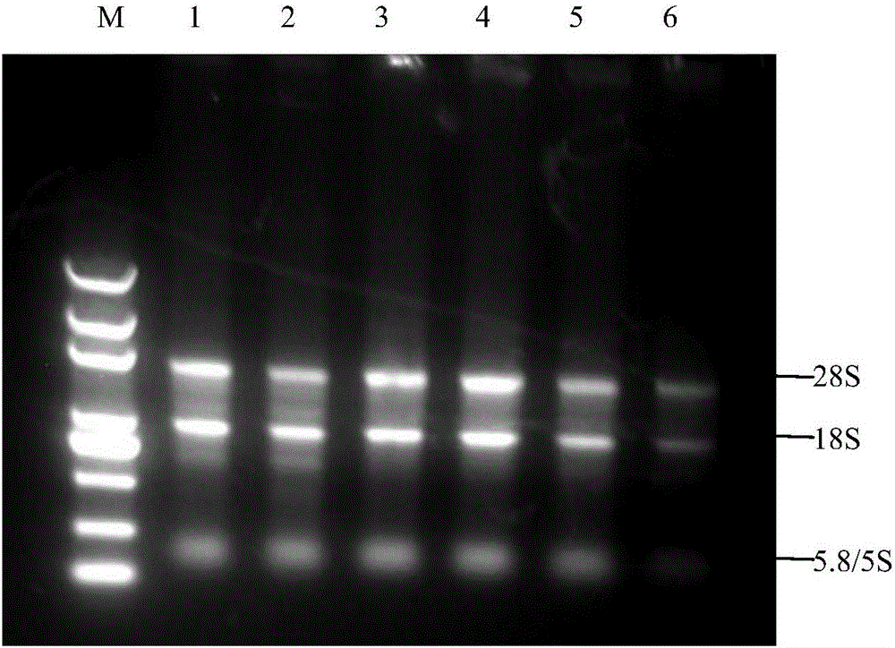 Taqman real-time fluorescent PCR kit for detecting pig umbilical cord blood transmissible gastroenteritis virus and application thereof