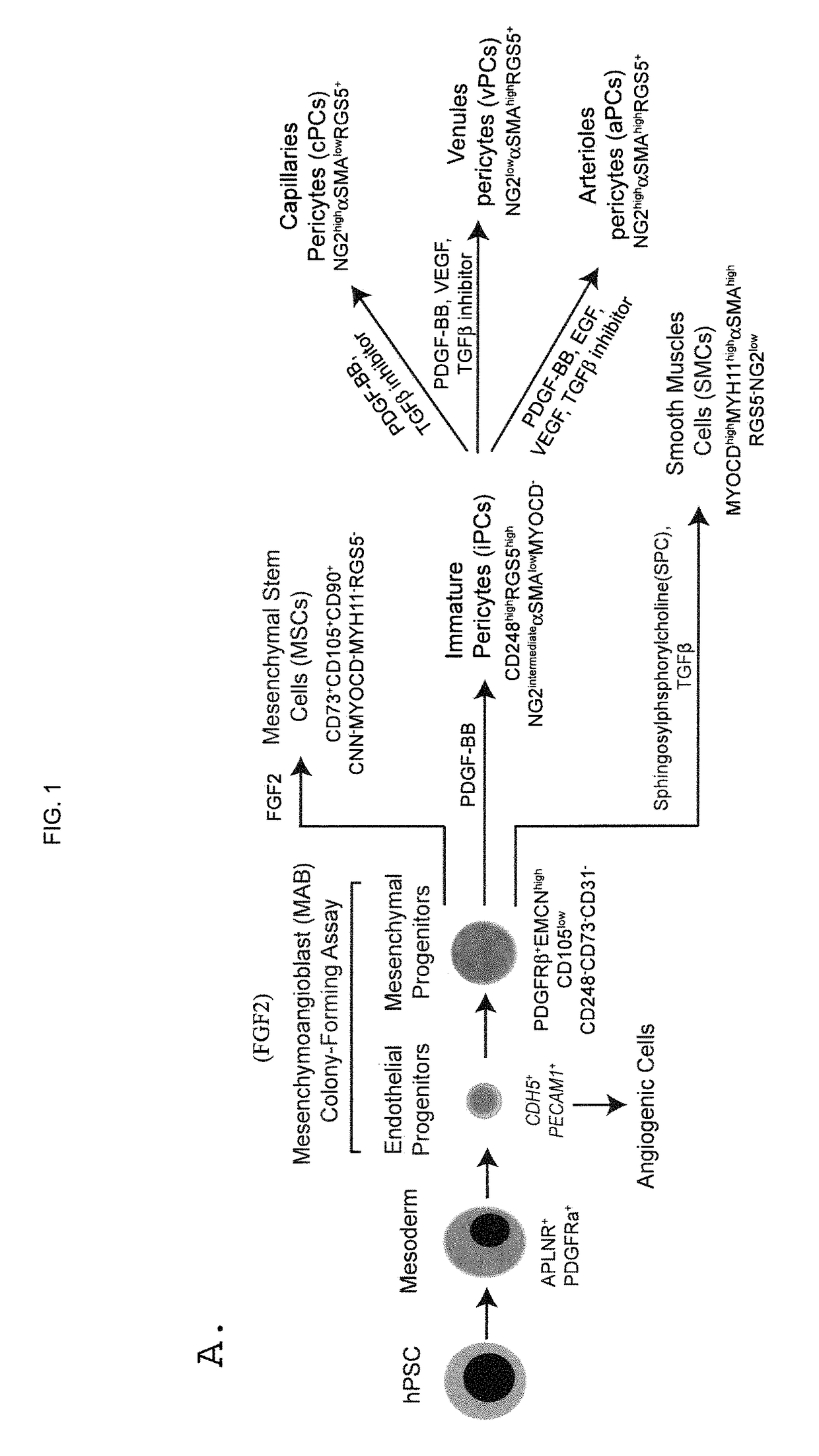 Generating vasculogenic cell populations