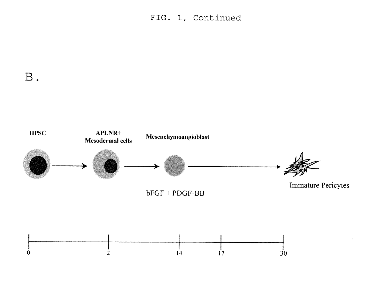 Generating vasculogenic cell populations